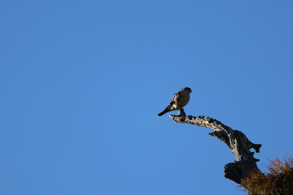 American Kestrel - ML644420282