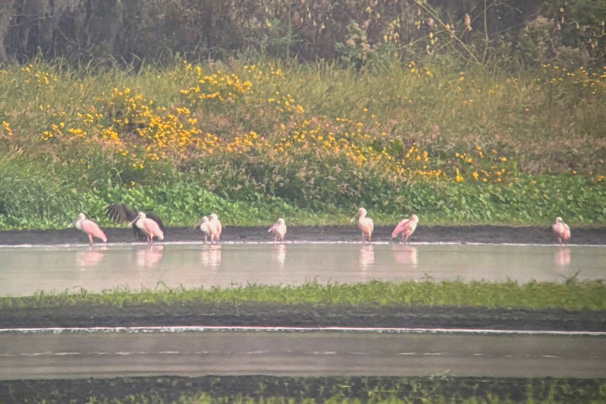 Roseate Spoonbill - ML644420283