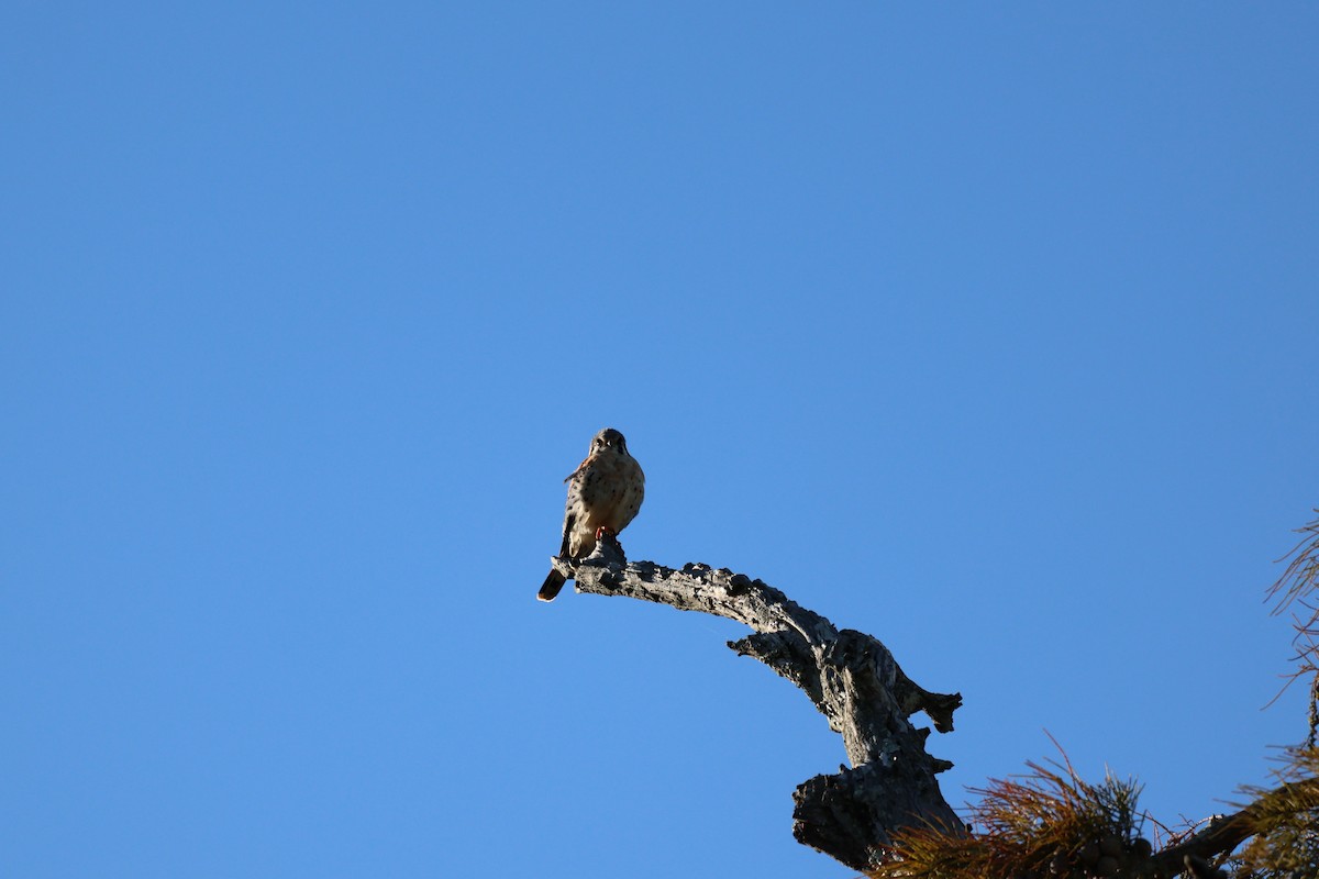 American Kestrel - ML644420284
