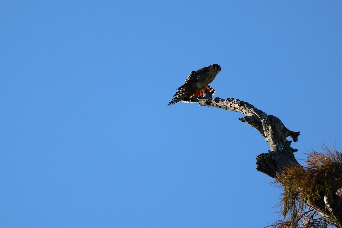 American Kestrel - ML644420285