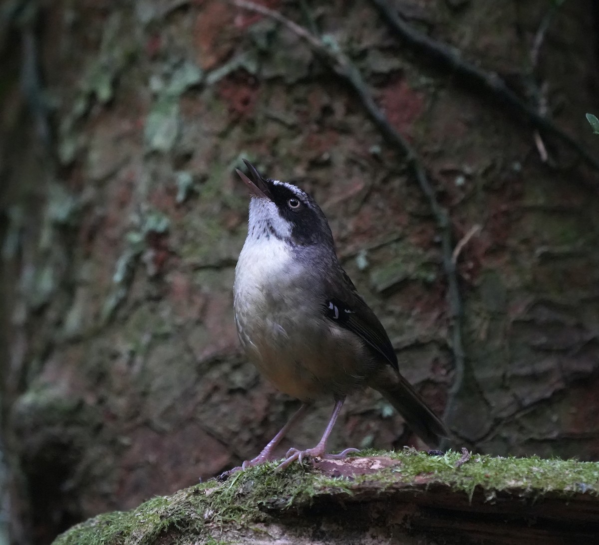 White-browed Scrubwren - ML644420288