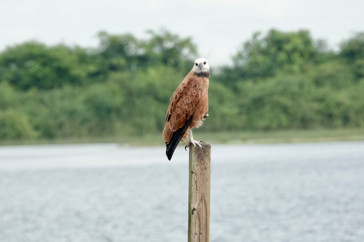Black-collared Hawk - ML644420290