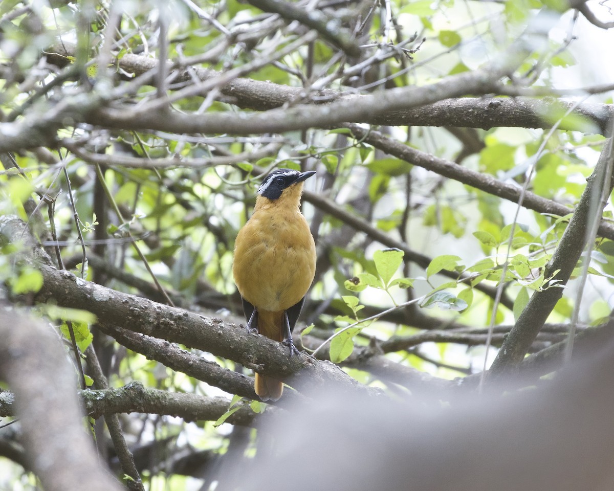 Rüppell's Robin-Chat - ML644420293