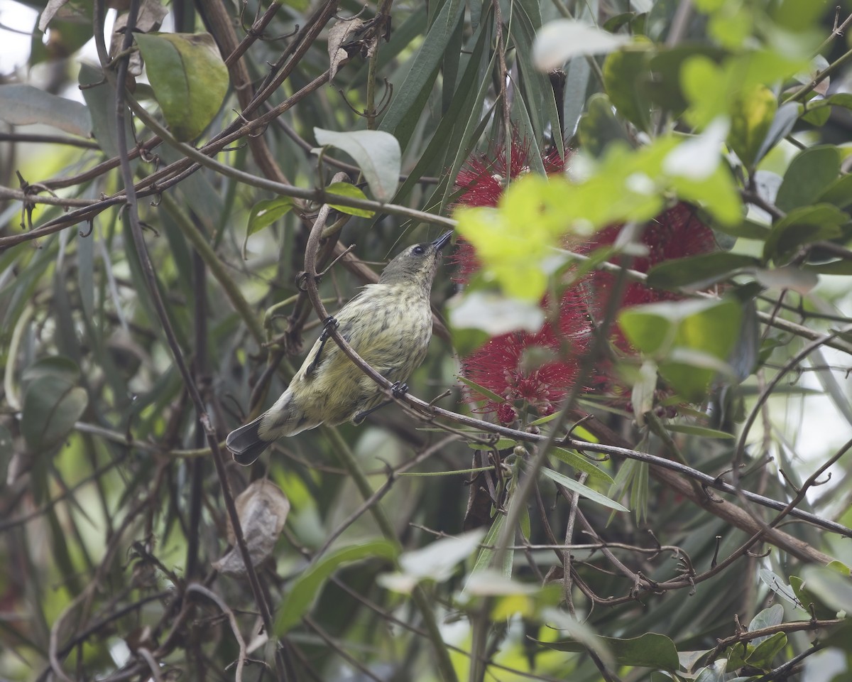 Amethyst Sunbird - ML644420299