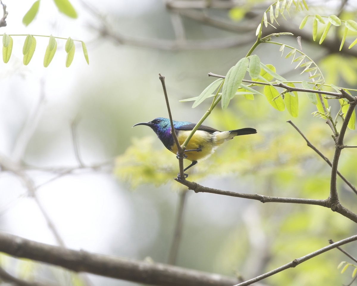 Variable Sunbird (Yellow-bellied) - ML644420308