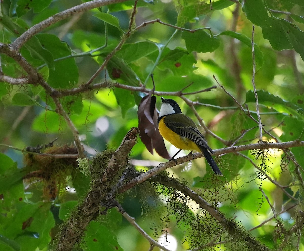 Gelbbauch-Dickkopf [pectoralis-Gruppe] - ML644420317