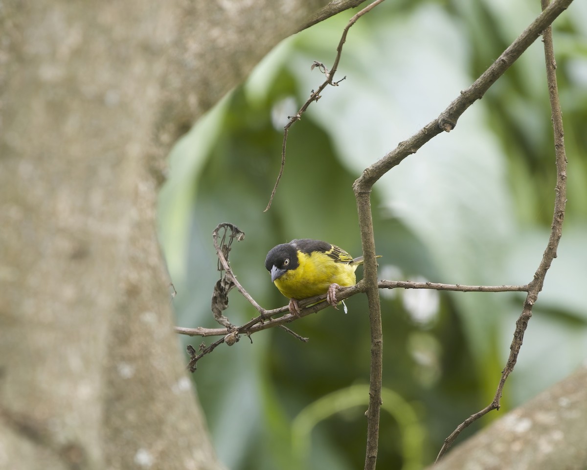 Baglafecht Weaver - ML644420318