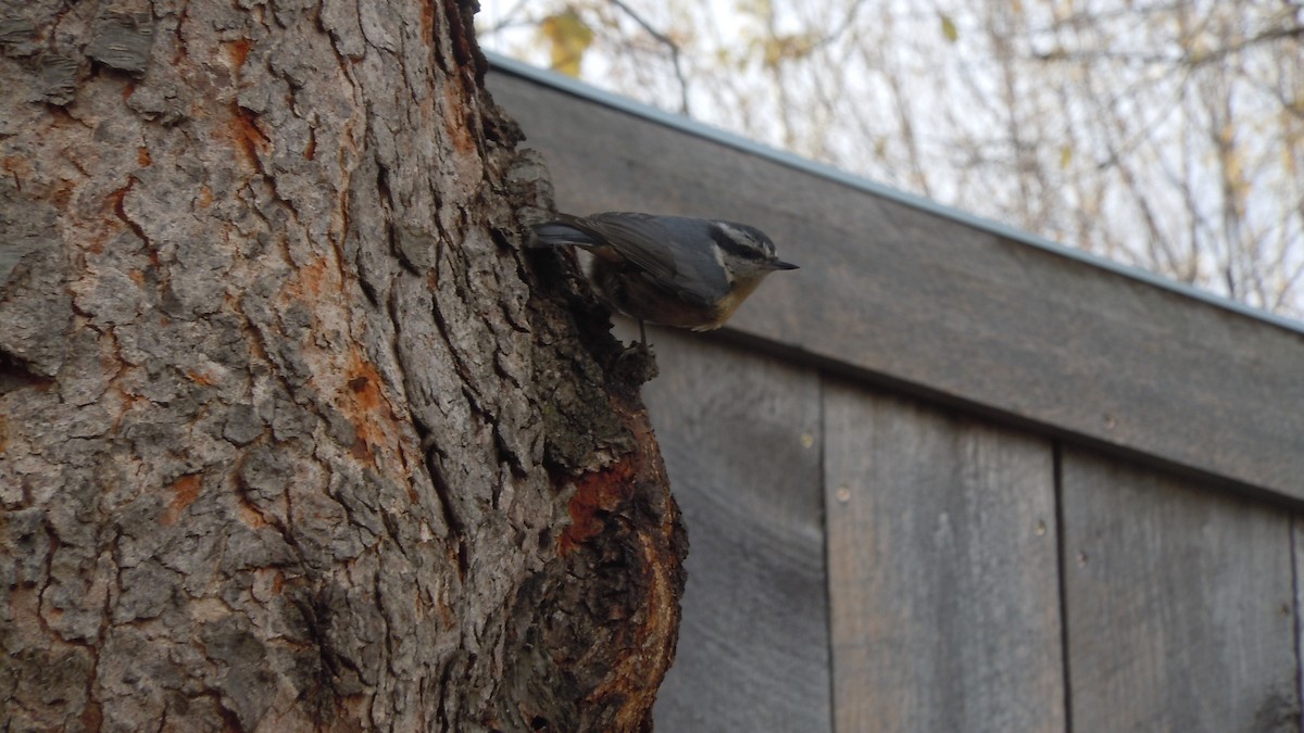 Red-breasted Nuthatch - ML644420321