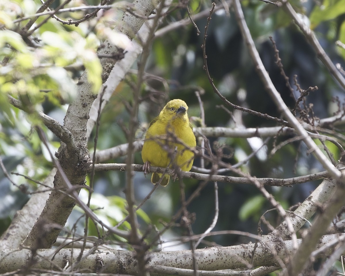 Holub's Golden-Weaver - ML644420324
