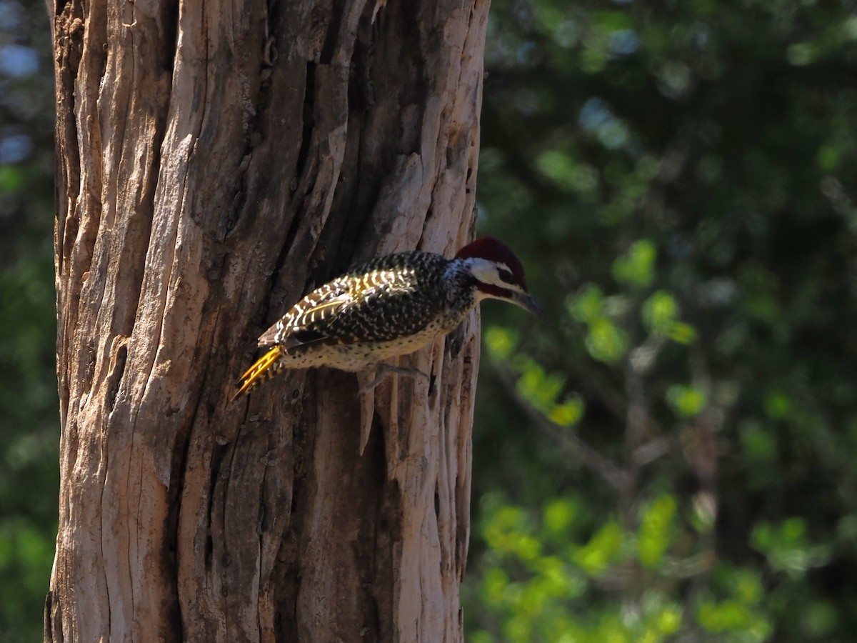 Pic de Bennett - ML644420327