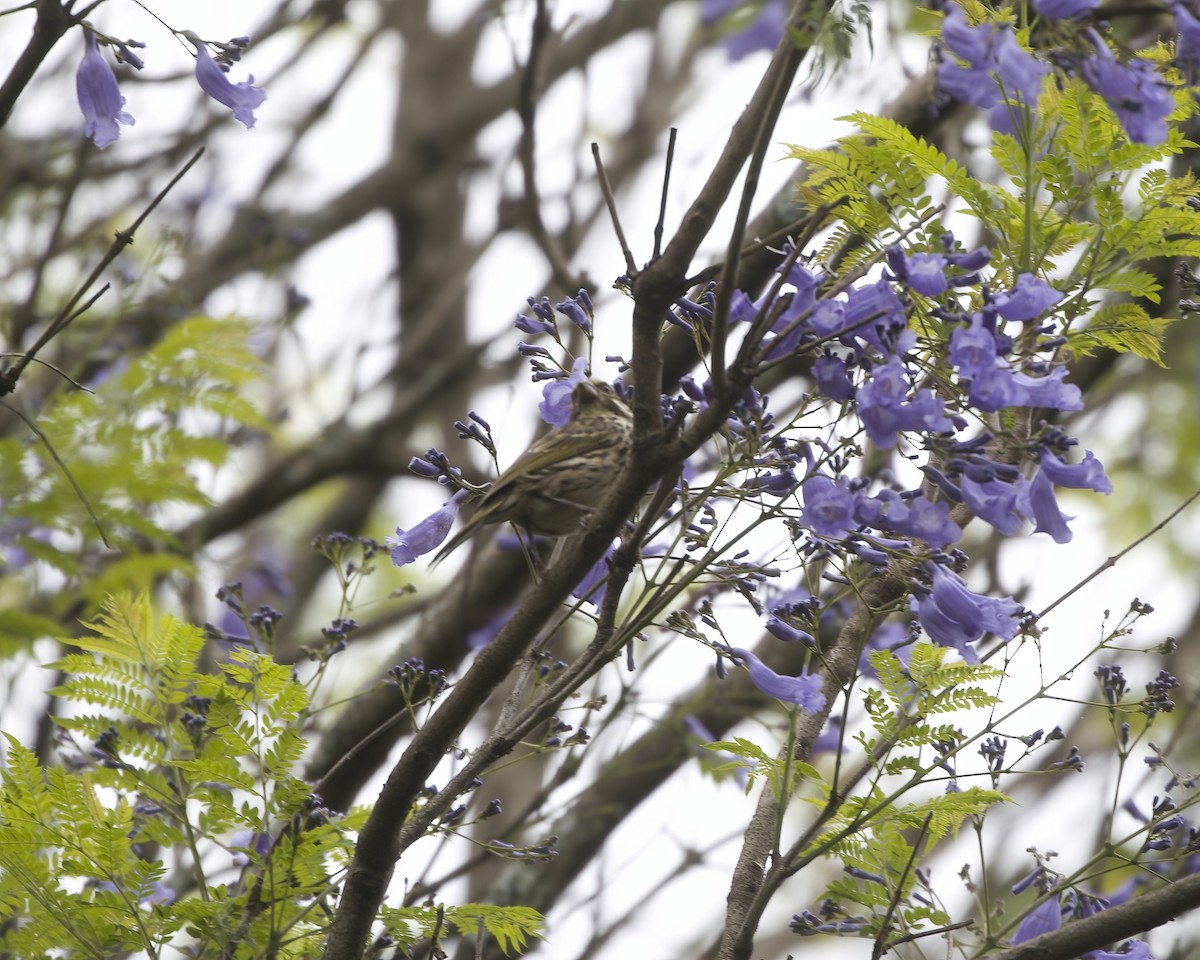Streaky Seedeater - ML644420328