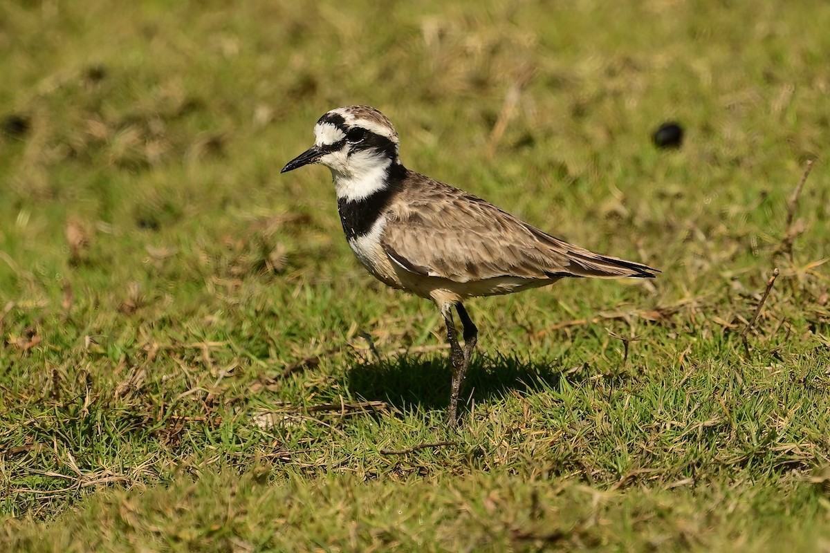 Madagascar Plover - ML644420332