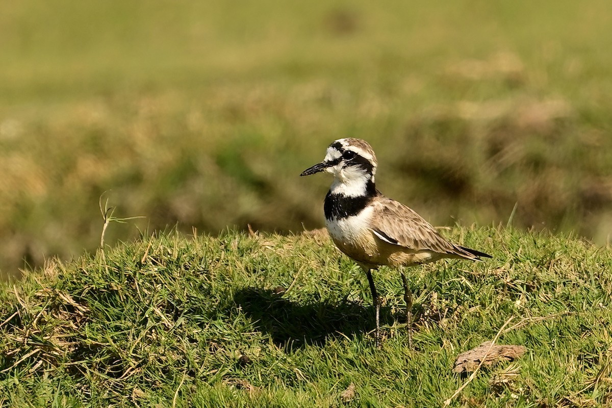Madagascar Plover - ML644420333