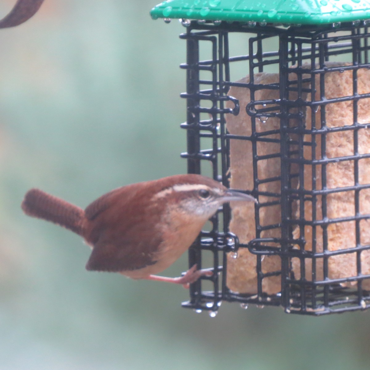 Cucarachero de Carolina - ML644420337