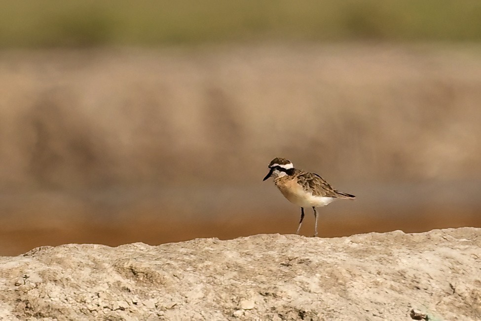 Chorlitejo Pecuario - ML644420338