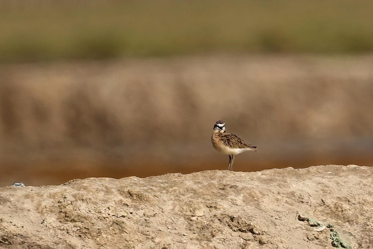 Chorlitejo Pecuario - ML644420339