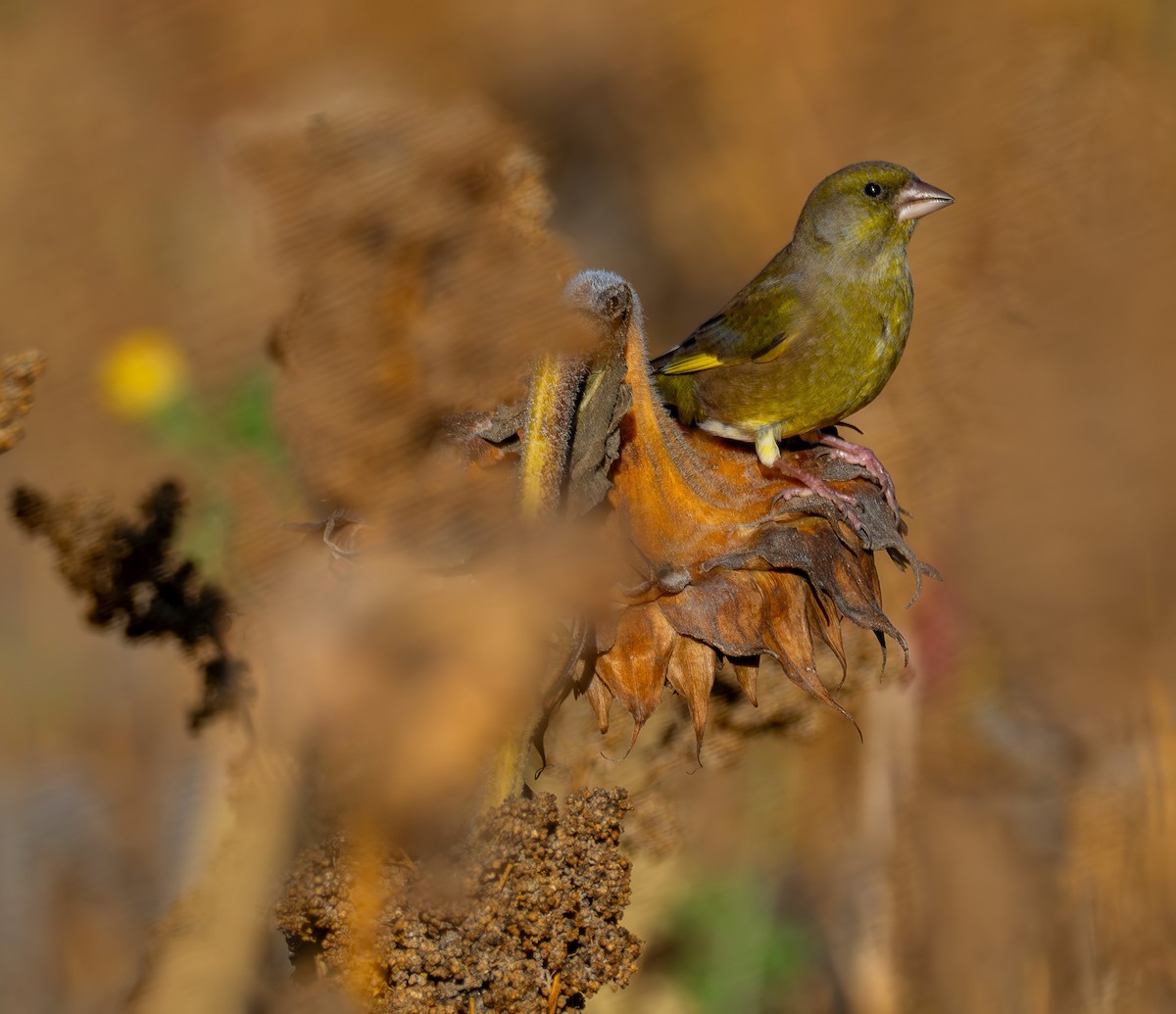 zvonek zelený - ML644420342