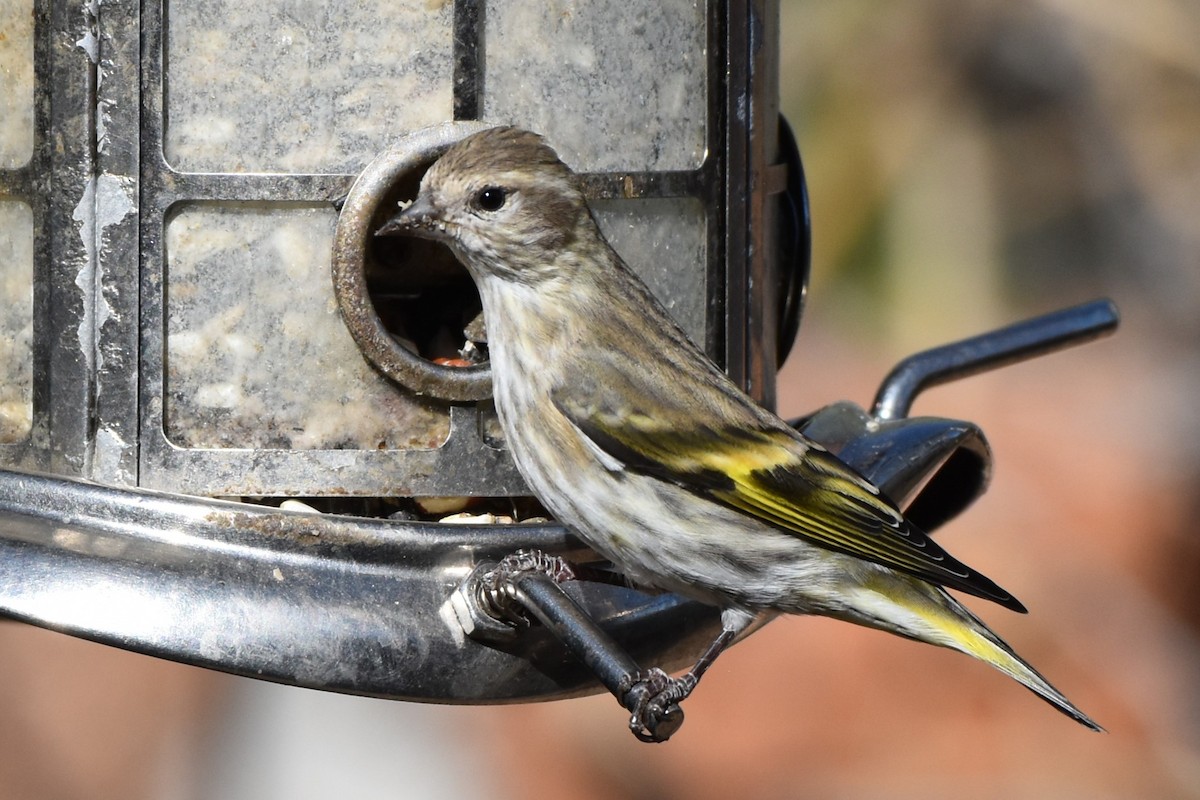 Pine Siskin - ML644420348