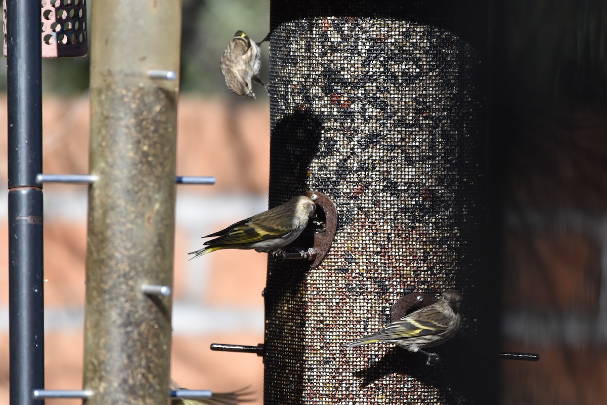 Pine Siskin - ML644420349