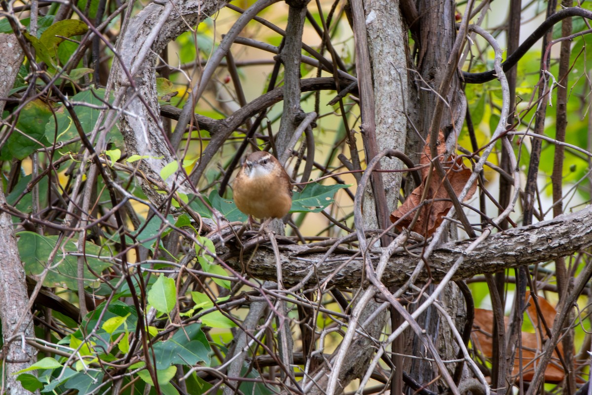 Cucarachero de Carolina - ML644420350