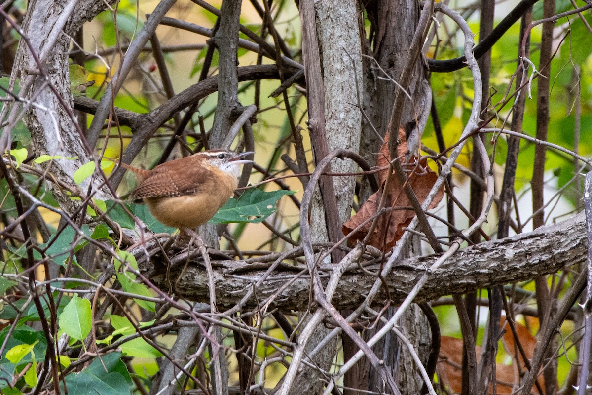 Cucarachero de Carolina - ML644420351