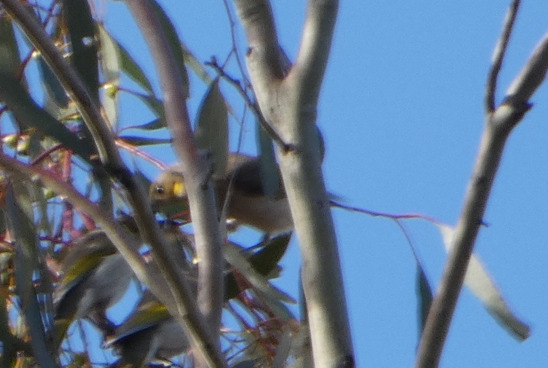 White-plumed Honeyeater - ML644420355