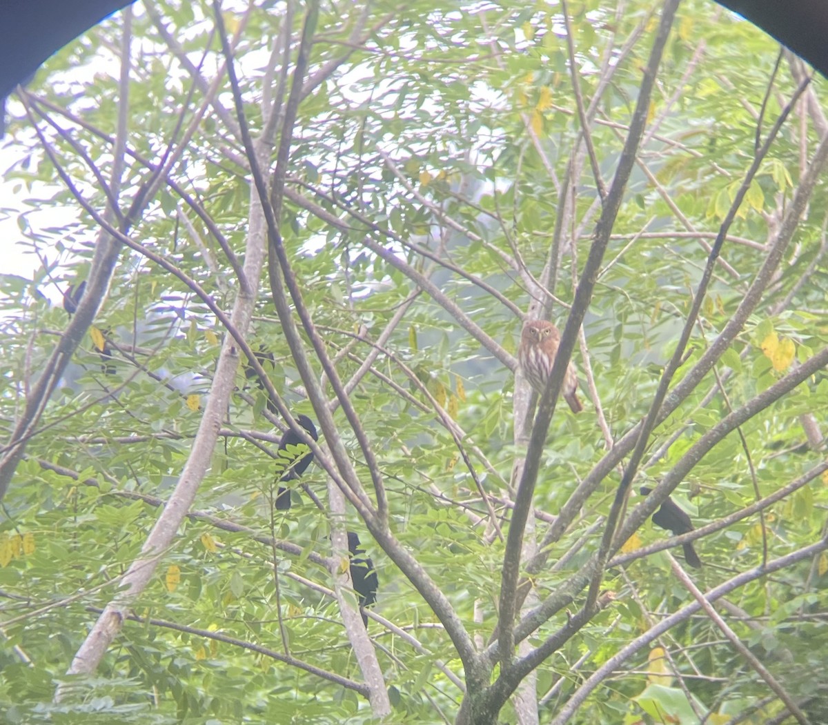 Ferruginous Pygmy-Owl - ML644420376