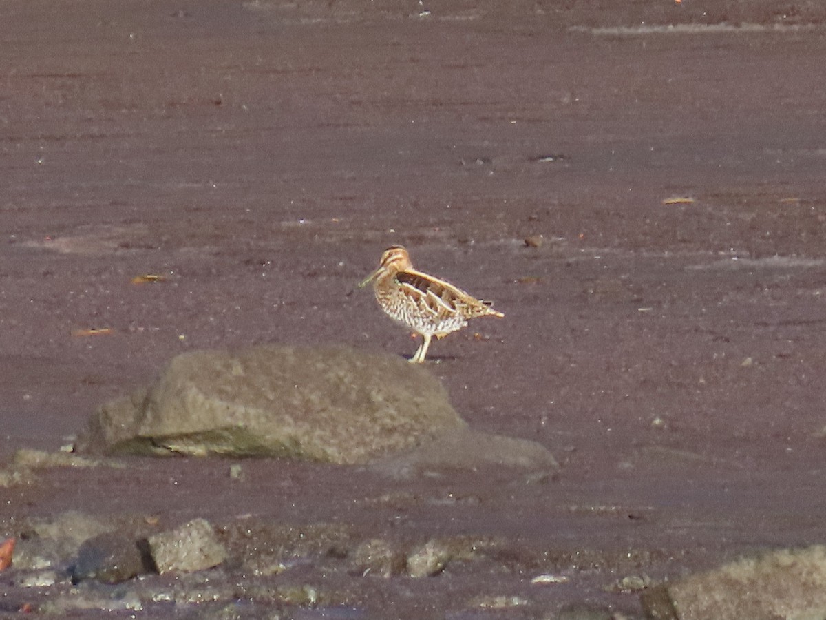 Wilson istingorra - ML644420377