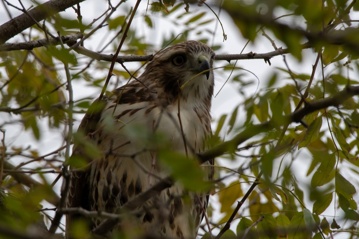 Red-tailed Hawk - ML644420378