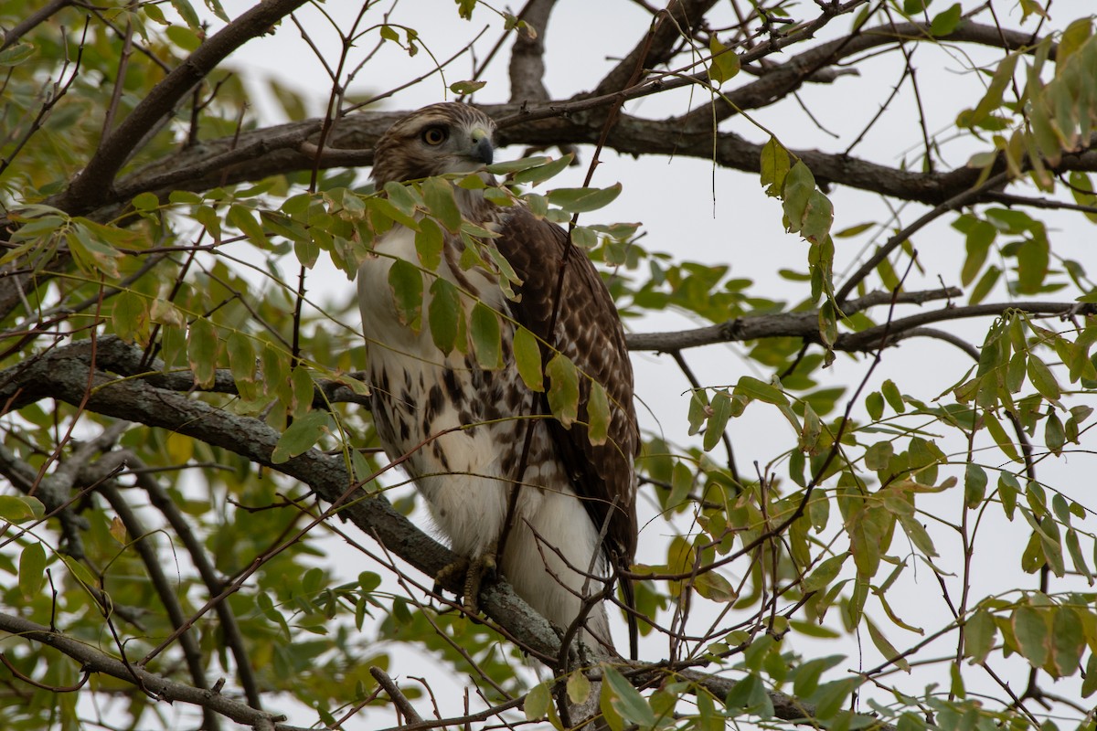 Red-tailed Hawk - ML644420379