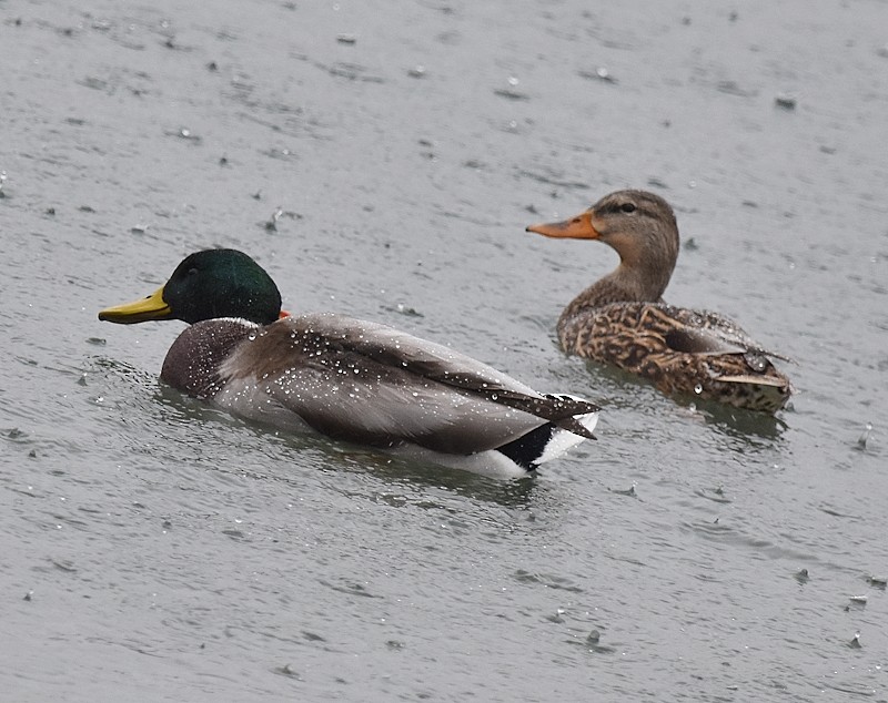 Крижень звичайний - ML644420381