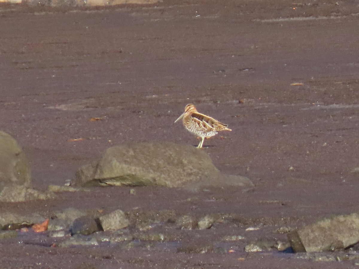 Wilson istingorra - ML644420382