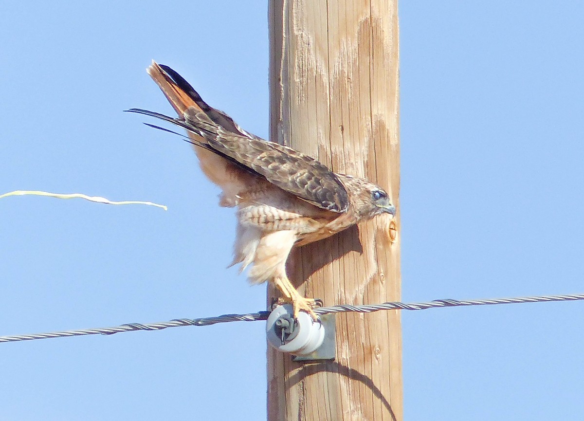 Red-tailed Hawk - ML644420399