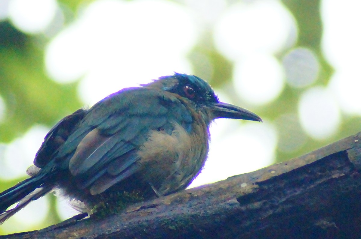 アオズキンハチクイモドキ - ML644420401