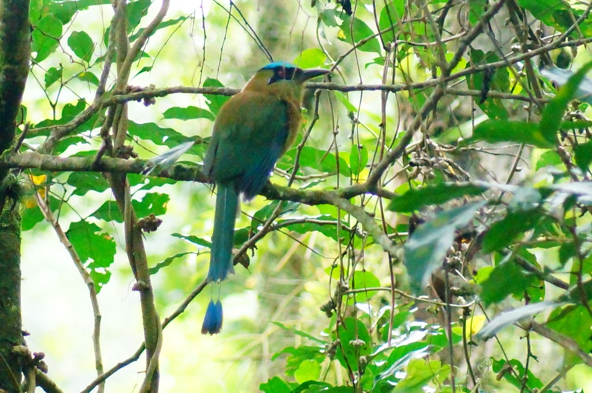 アオズキンハチクイモドキ - ML644420405