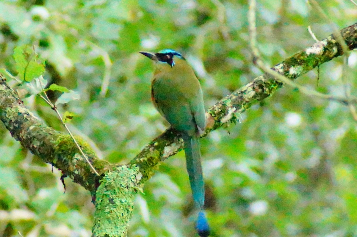 アオズキンハチクイモドキ - ML644420406