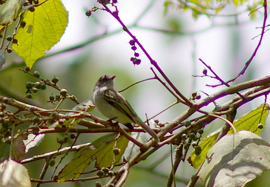 Gray-headed Elaenia - ML64442041