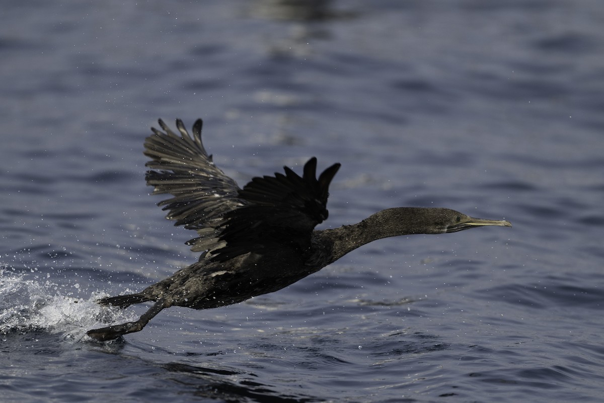 Socotra Cormorant - ML644420413