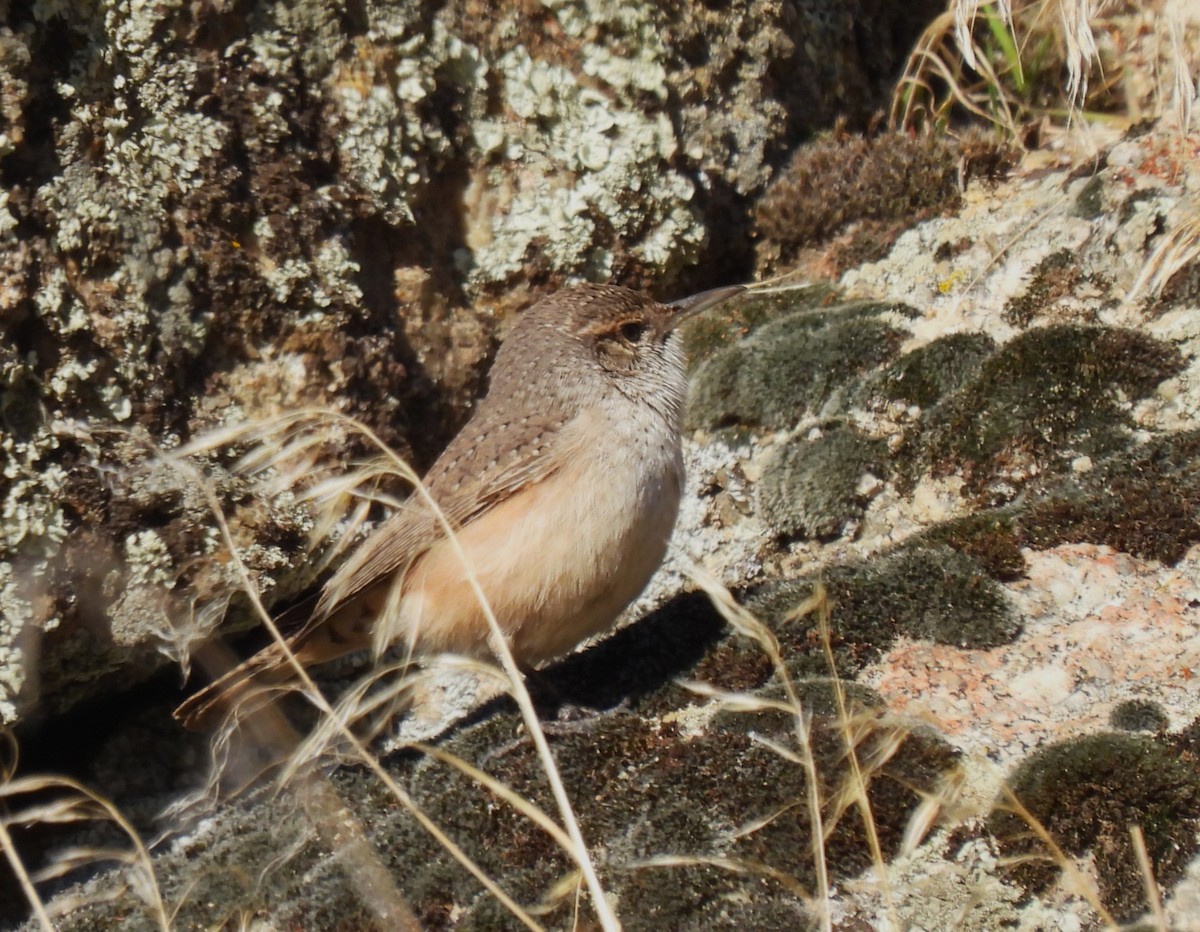 Rock Wren - ML644420414