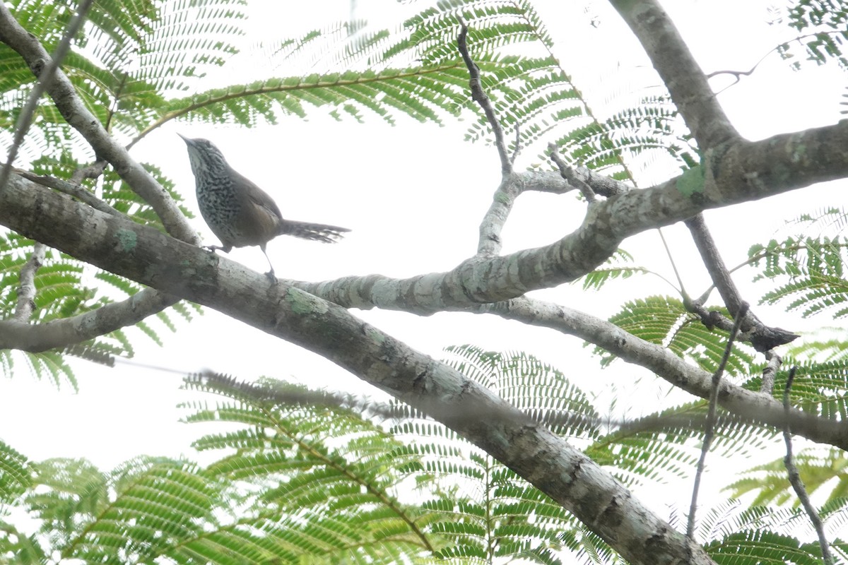 Troglodyte à poitrine tachetée - ML644420415