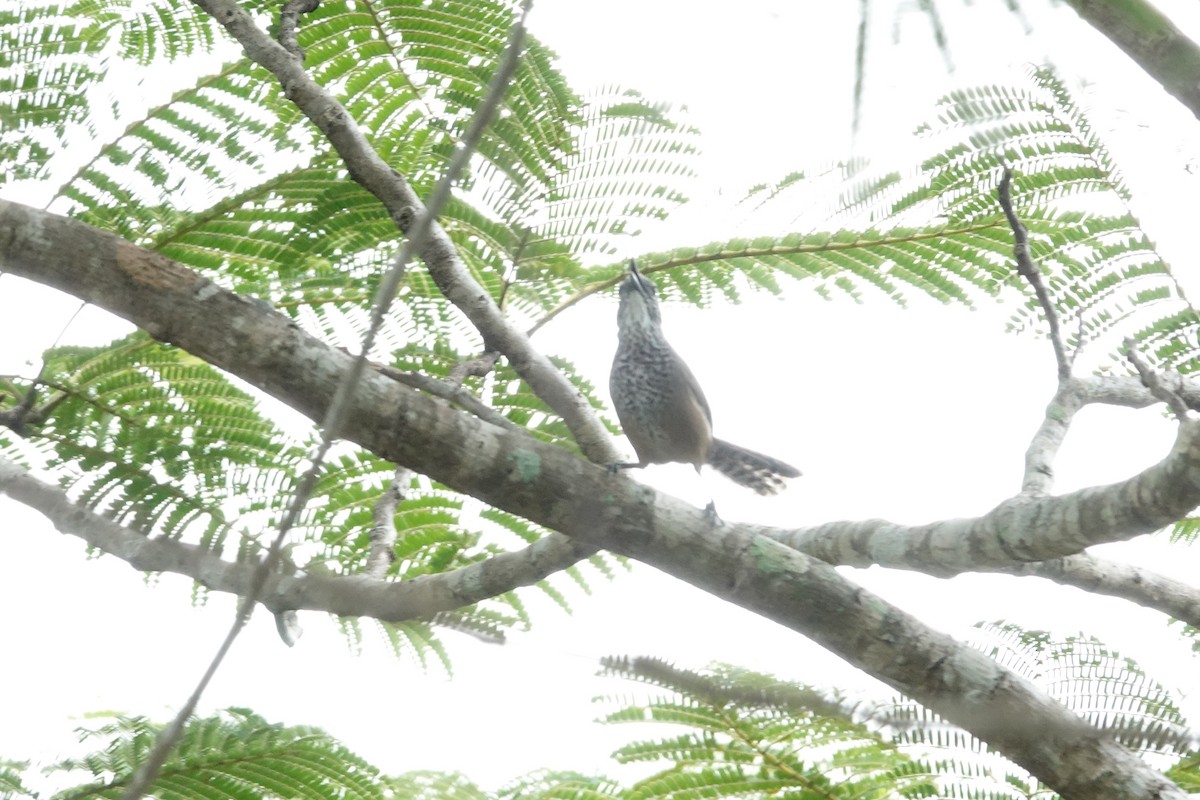 Troglodyte à poitrine tachetée - ML644420416