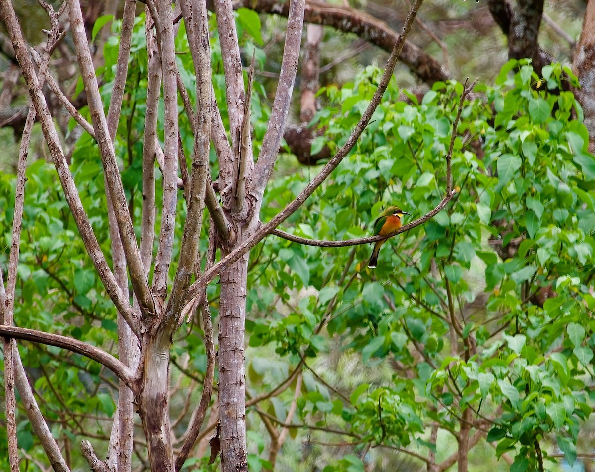 Cinnamon-chested Bee-eater - ML644420420