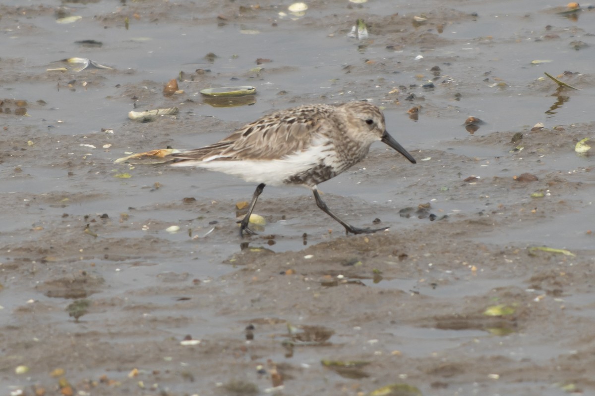Dunlin (arctica) - ML644420421