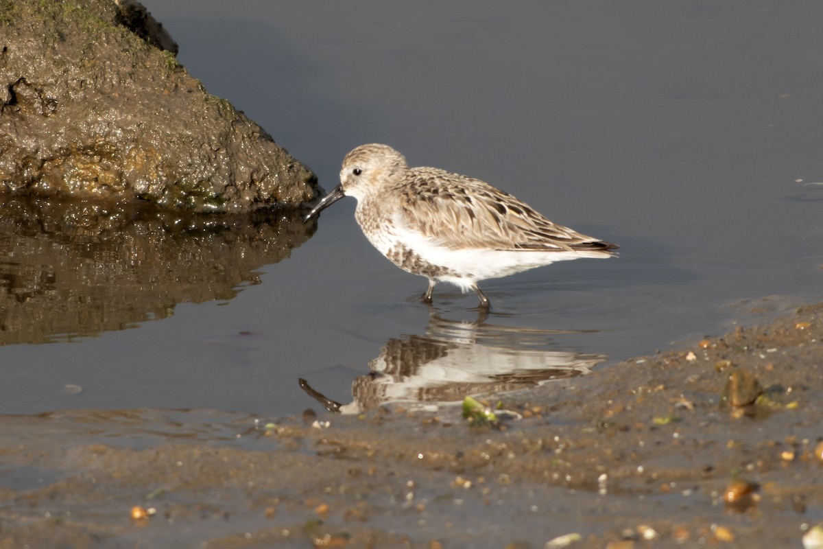 Dunlin (arctica) - ML644420422