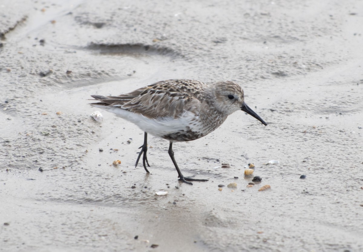 Dunlin (arctica) - ML644420423