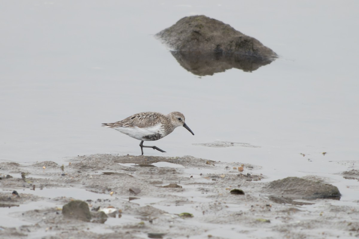 Dunlin (arctica) - ML644420424