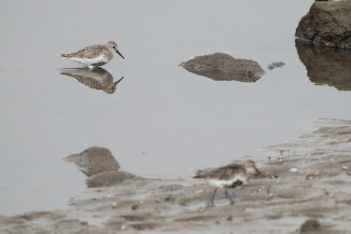 Dunlin (arctica) - ML644420425