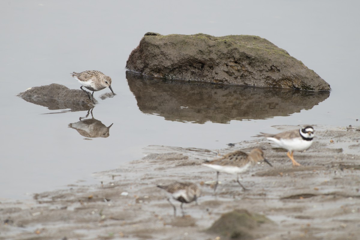 Dunlin (arctica) - ML644420426