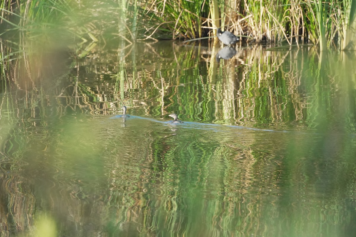 Pied-billed Grebe - ML644420427