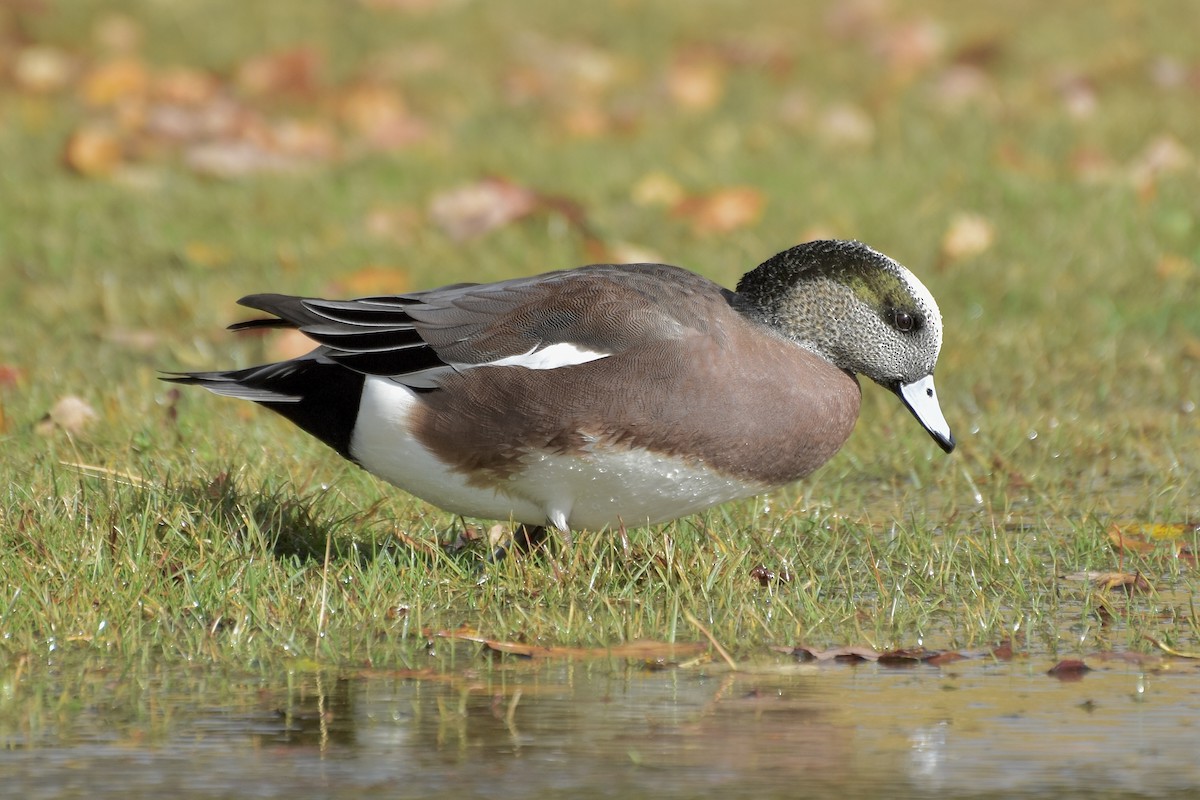 American Wigeon - ML644420428